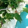 Кира, 32, г.Староминская Кира, 32, г.Староминская